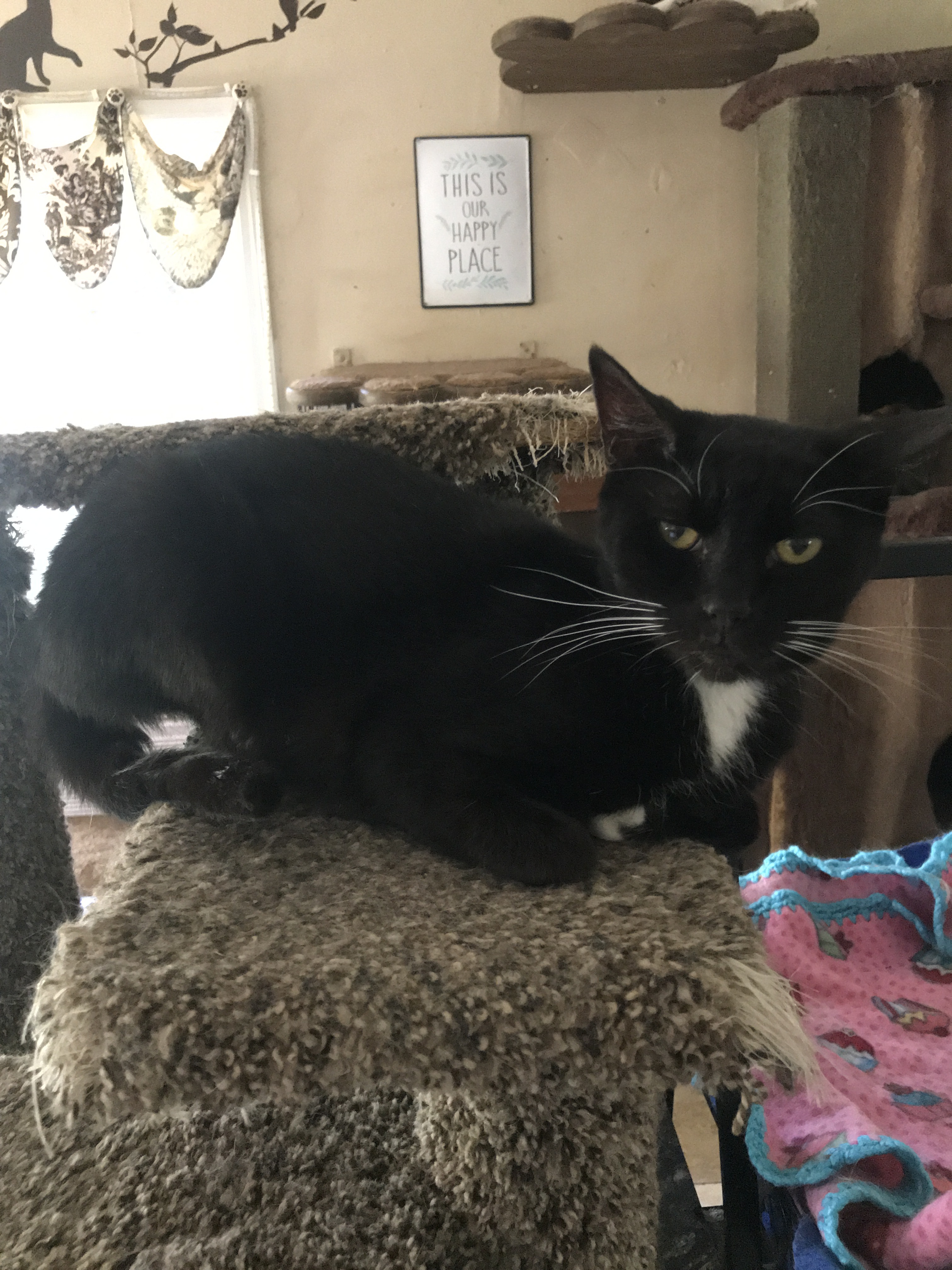 Mufasa, an adoptable Tuxedo, Domestic Short Hair in Barrington, IL, 60010 | Photo Image 1