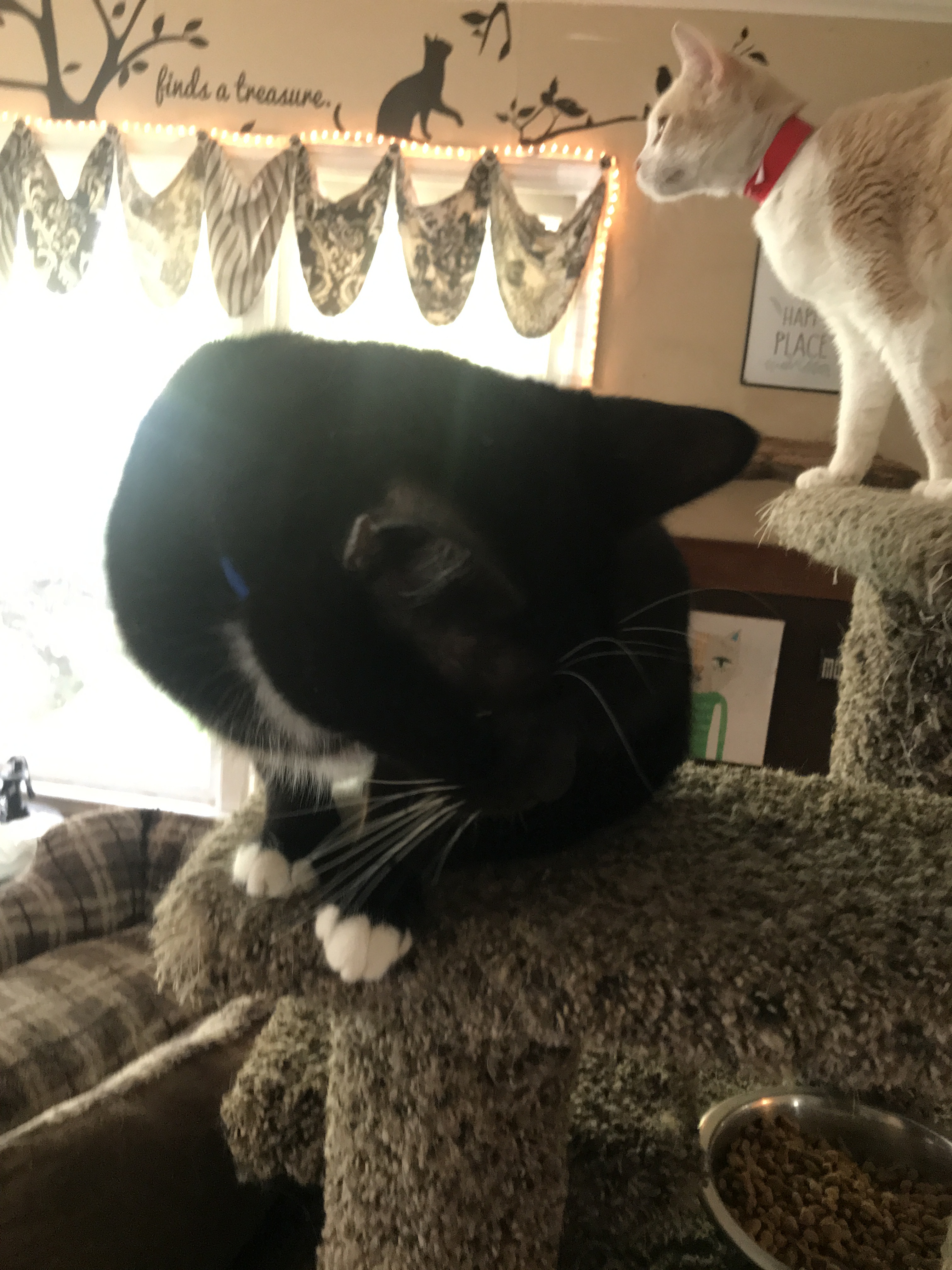 Mufasa, an adoptable Tuxedo, Domestic Short Hair in Barrington, IL, 60010 | Photo Image 3