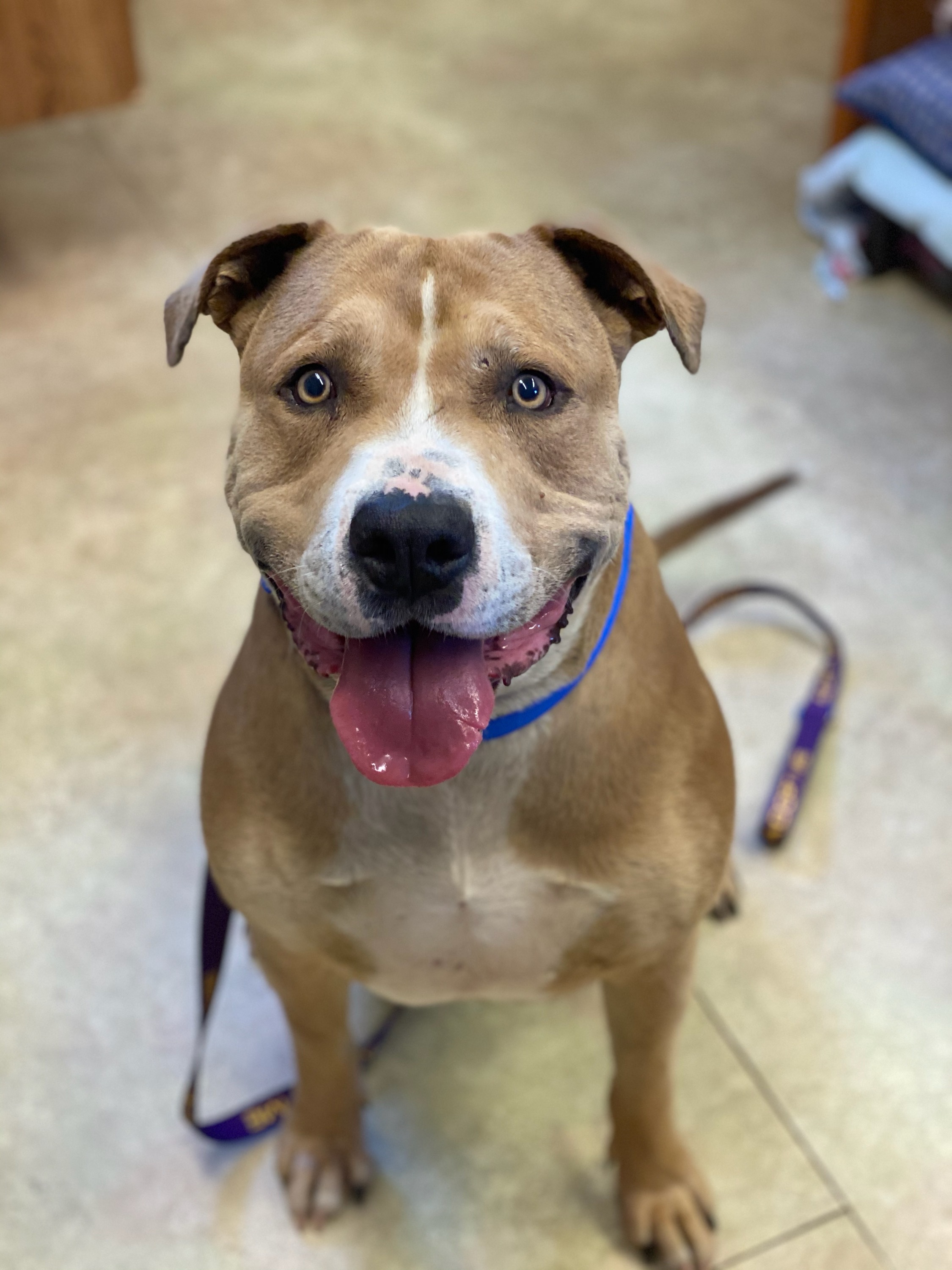 Titan, an adoptable Mixed Breed in Redwood Valley, CA, 95470 | Photo Image 1