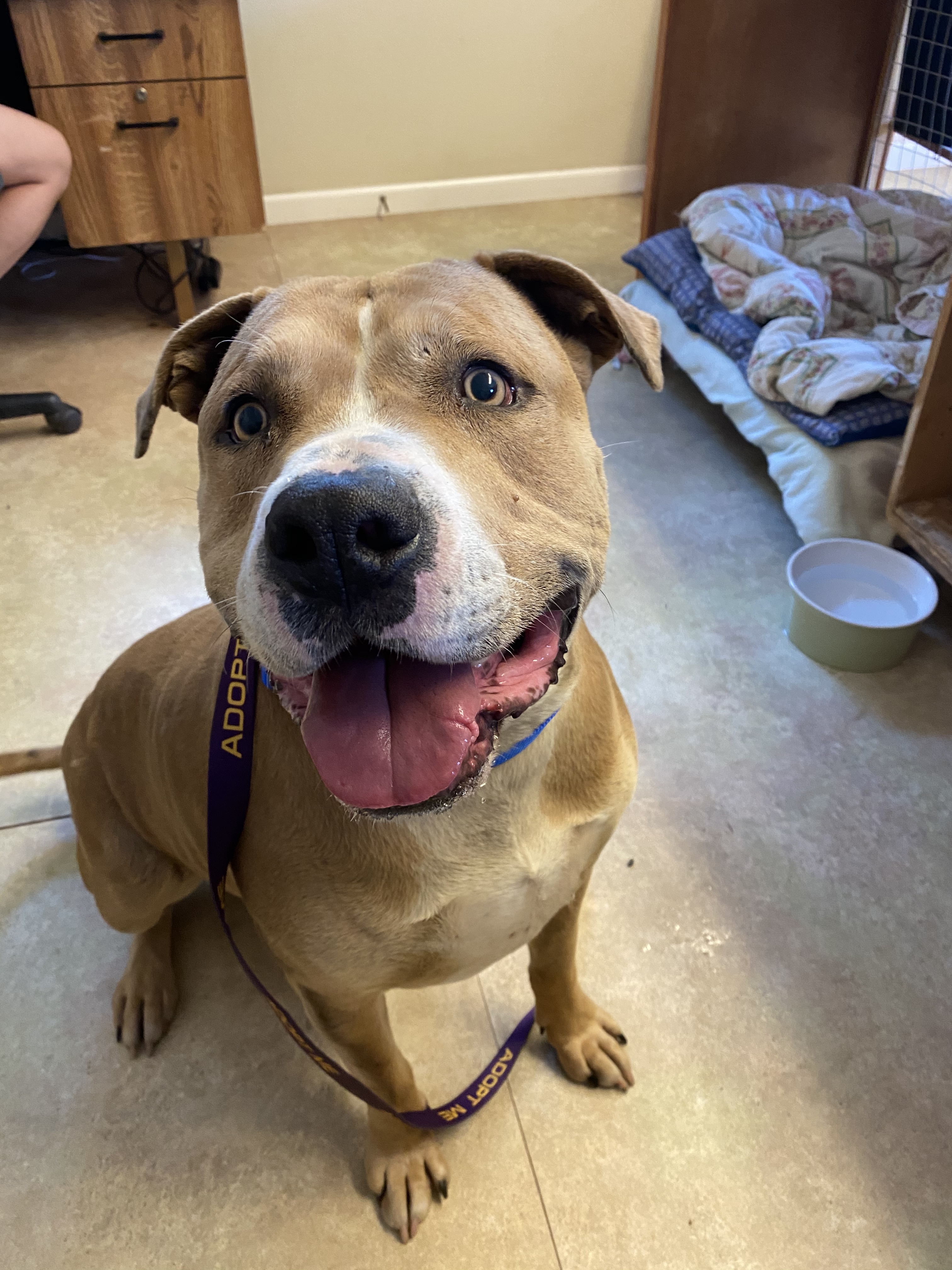 Titan, an adoptable Mixed Breed in Redwood Valley, CA, 95470 | Photo Image 2