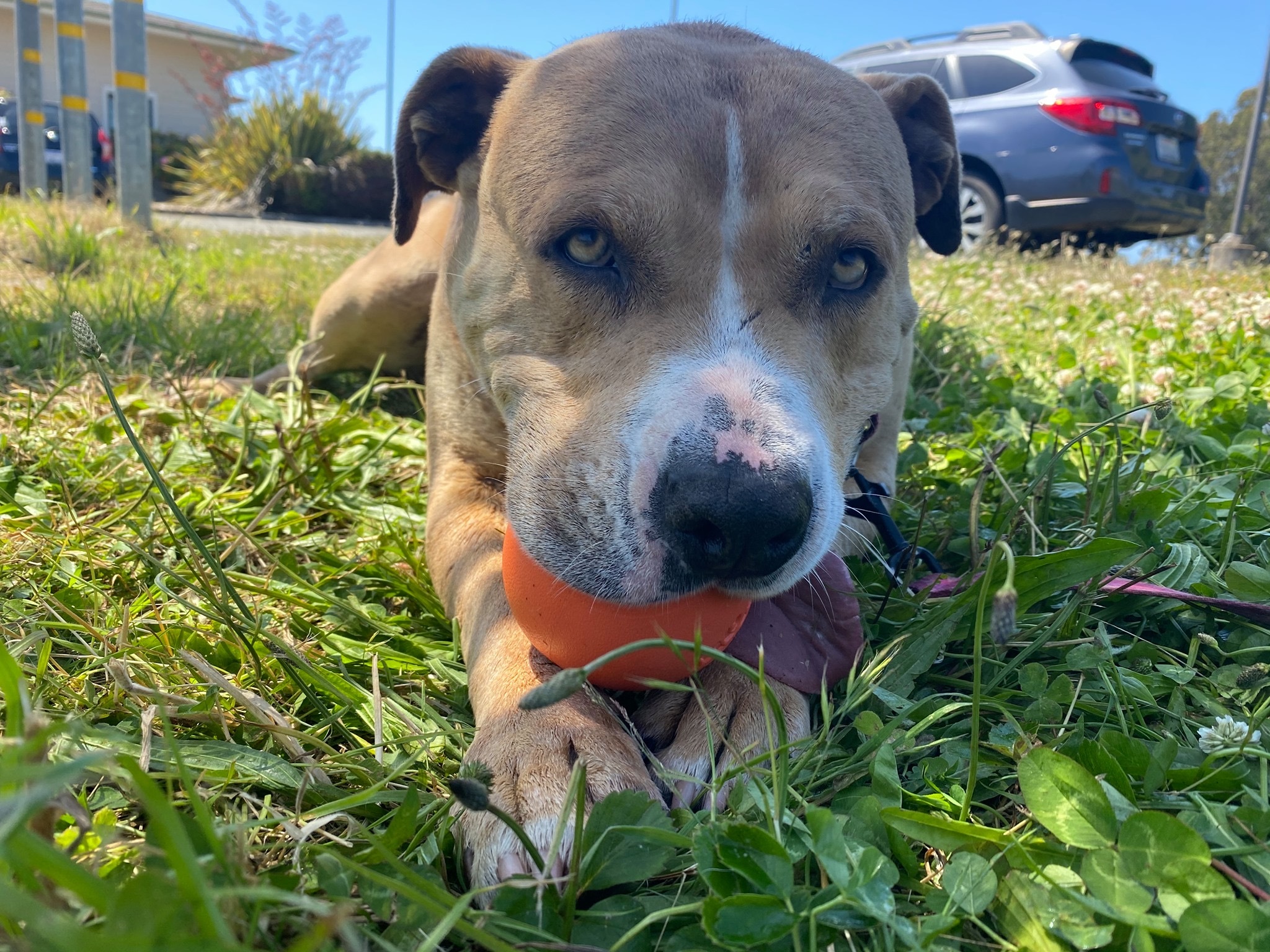 Titan, an adoptable Mixed Breed in Redwood Valley, CA, 95470 | Photo Image 3