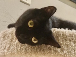 Onyx, an adoptable Domestic Short Hair in Miami, FL_image-2