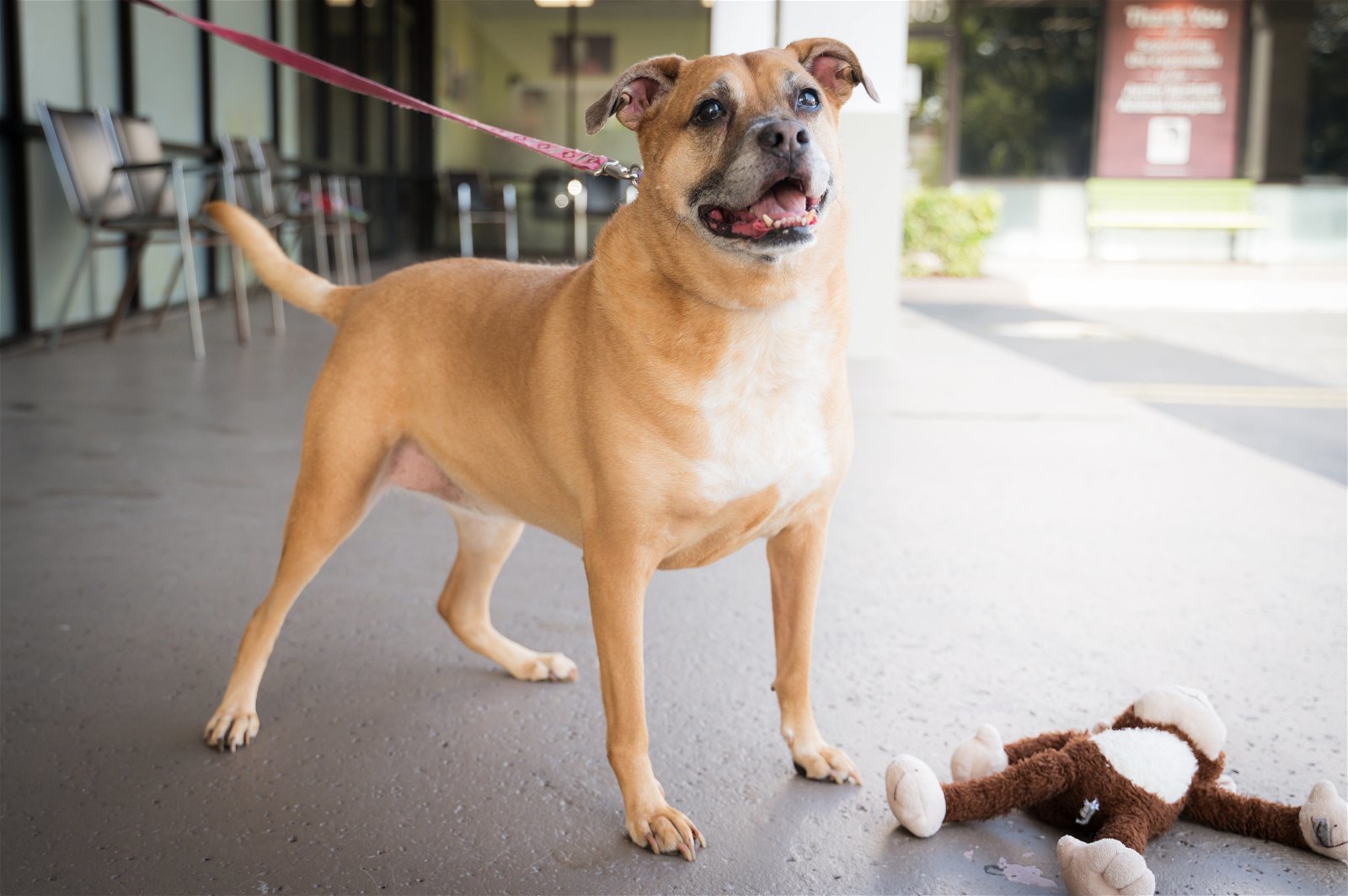 Bella, an adoptable Hound, Boxer in Royal Palm Beach, FL, 33411 | Photo Image 1