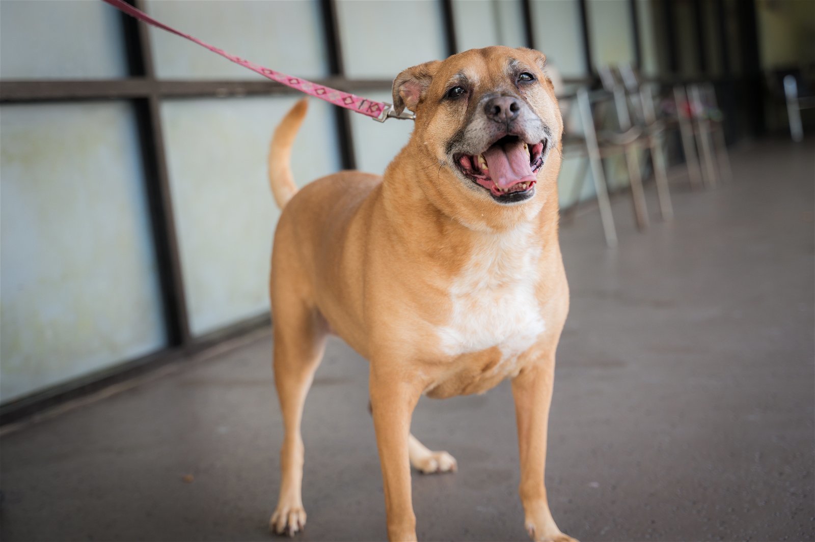 Bella, an adoptable Hound, Boxer in Royal Palm Beach, FL, 33411 | Photo Image 2