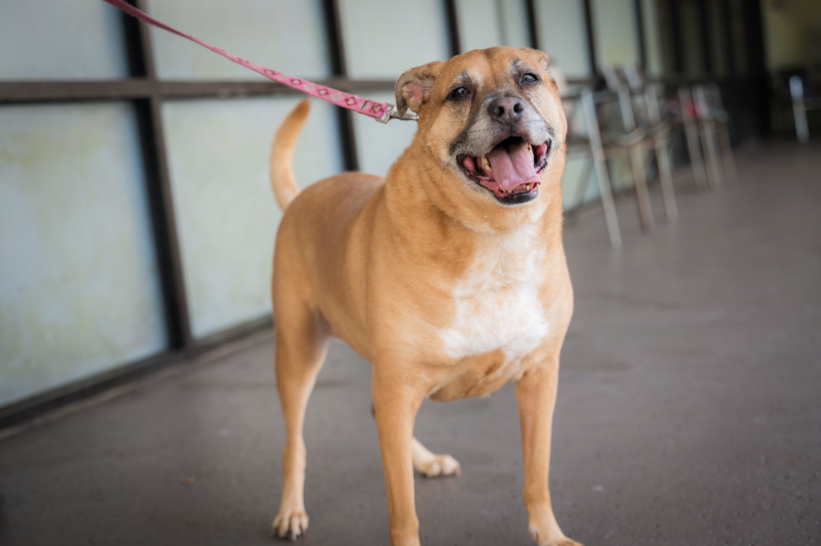 Bella, an adoptable Hound, Boxer in Royal Palm Beach, FL, 33411 | Photo Image 2