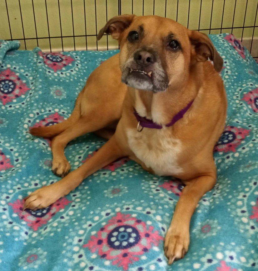 Bella, an adoptable Hound, Boxer in Royal Palm Beach, FL, 33411 | Photo Image 3