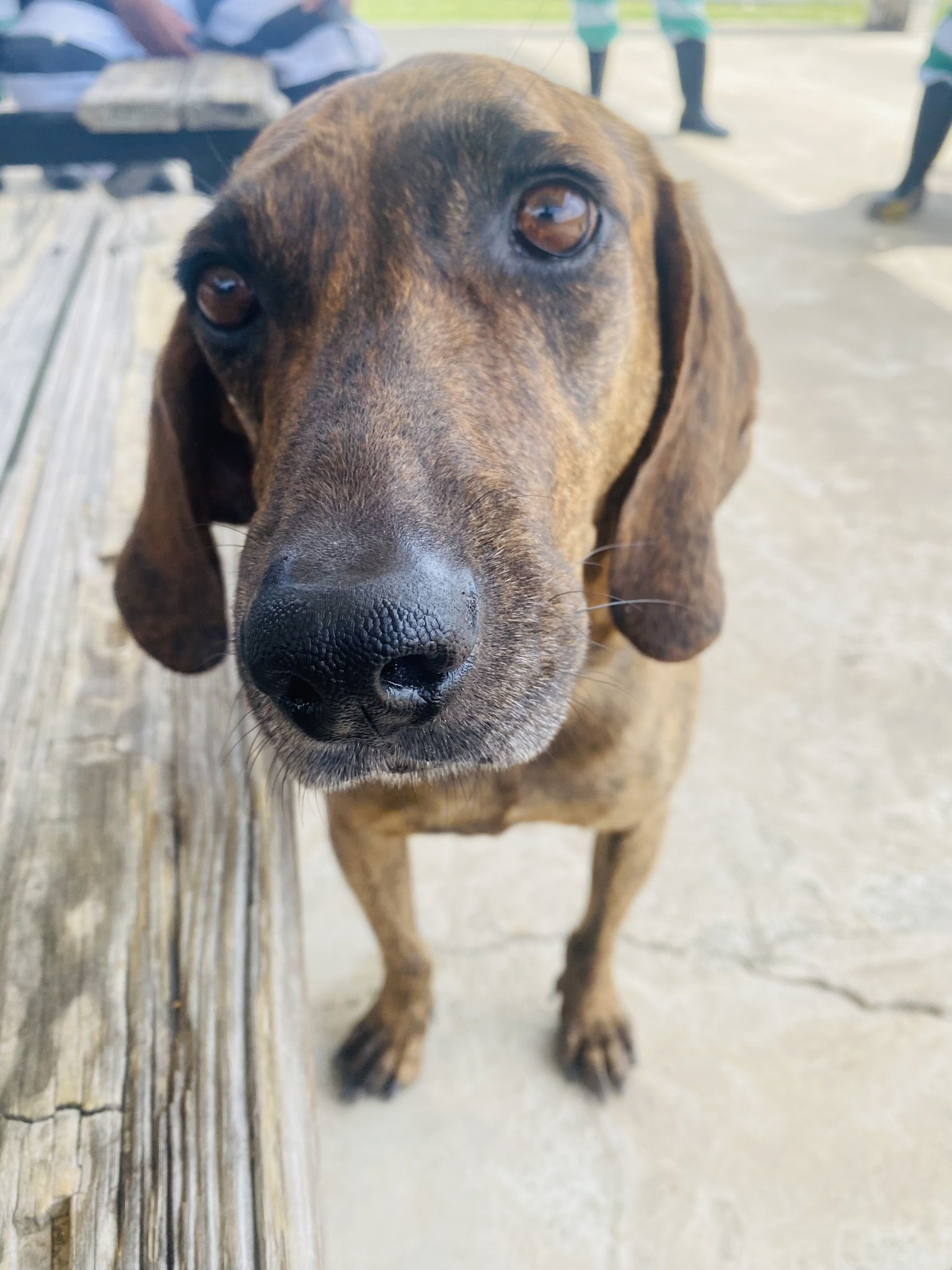 Slick, an adoptable Plott Hound in Jackson, MS, 39213 | Photo Image 1