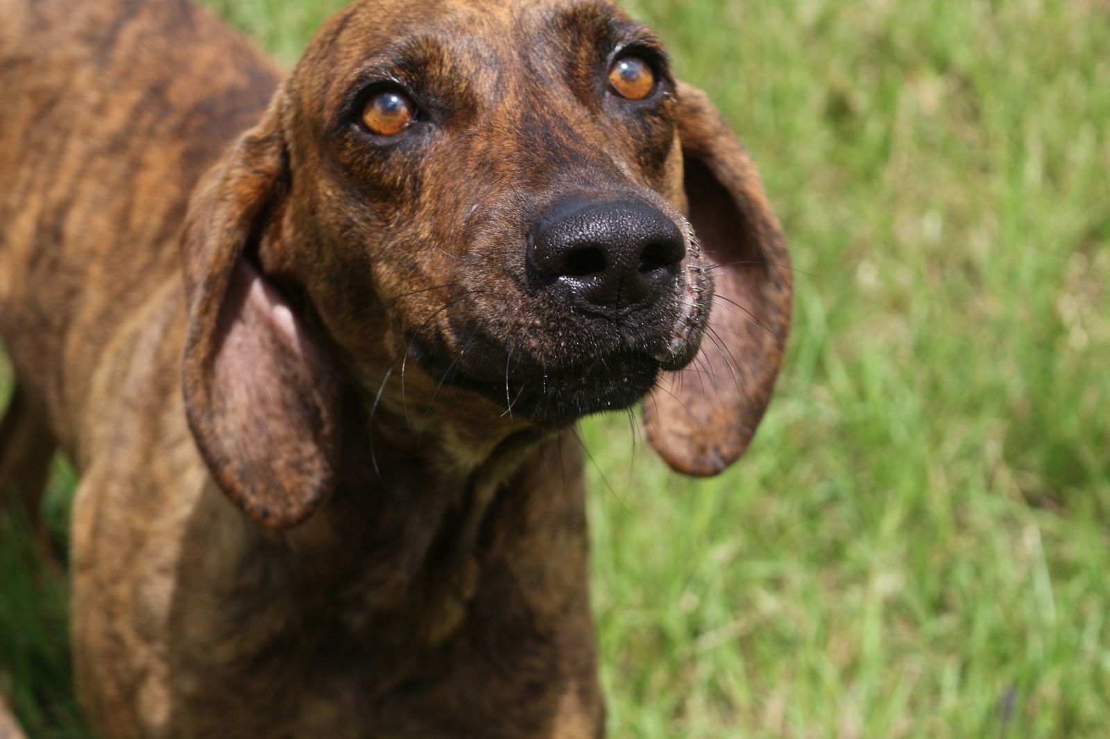 Slick, an adoptable Plott Hound in Jackson, MS, 39213 | Photo Image 2