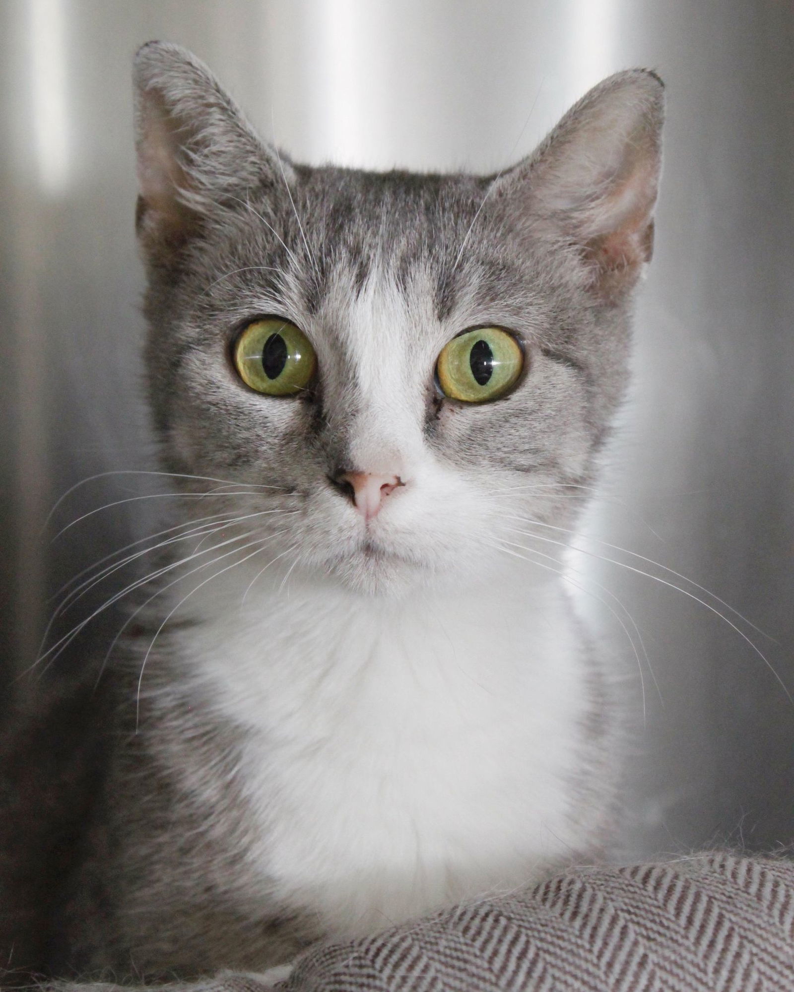 Greta, an adoptable Domestic Short Hair in Austin, MN, 55912 | Photo Image 1