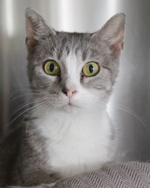 Greta, Adult Female unknown