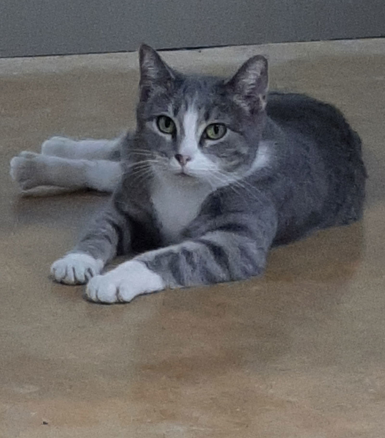 Greta, an adoptable Domestic Short Hair in Austin, MN, 55912 | Photo Image 2