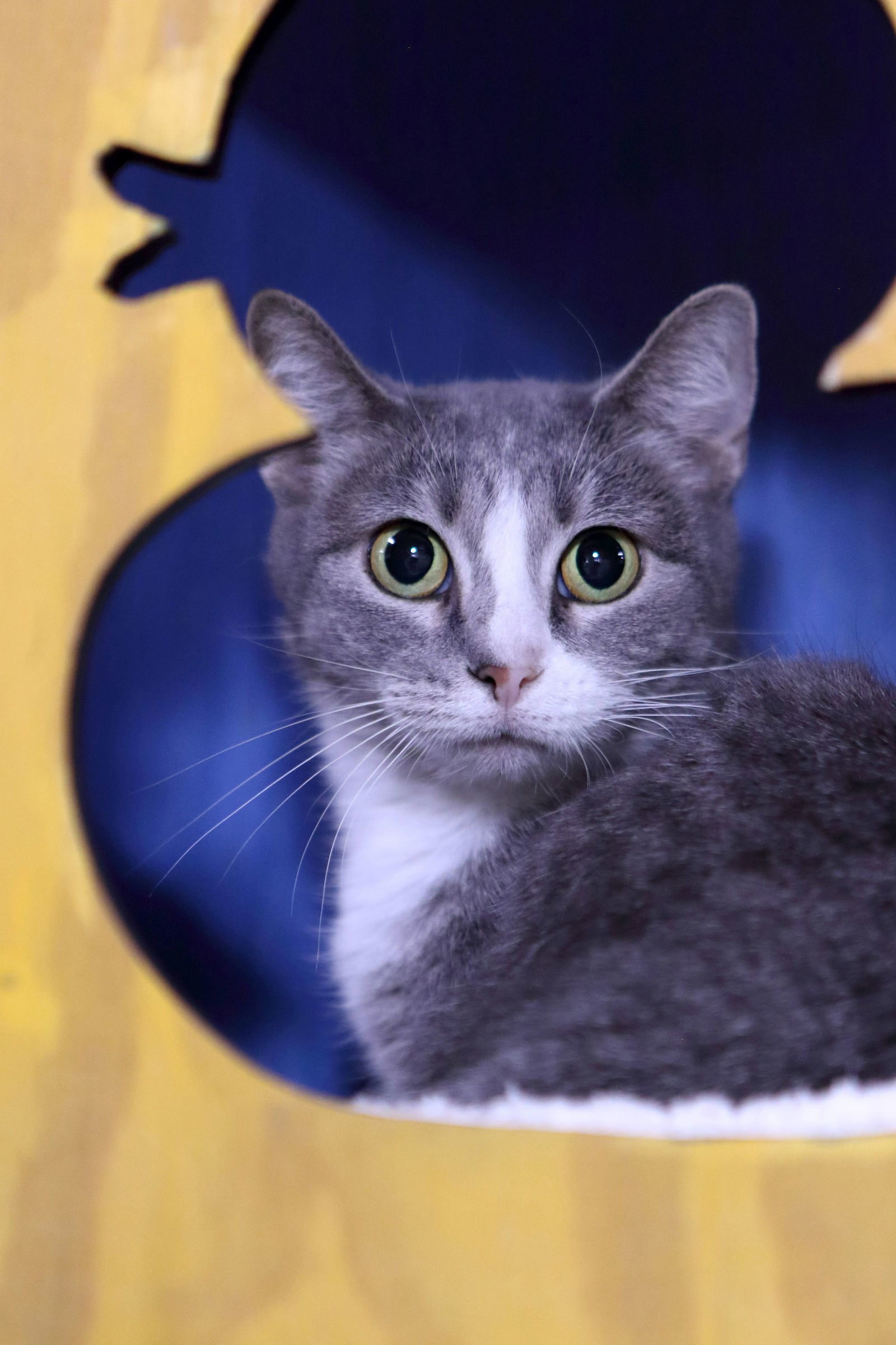 Greta, an adoptable Domestic Short Hair in Austin, MN, 55912 | Photo Image 3