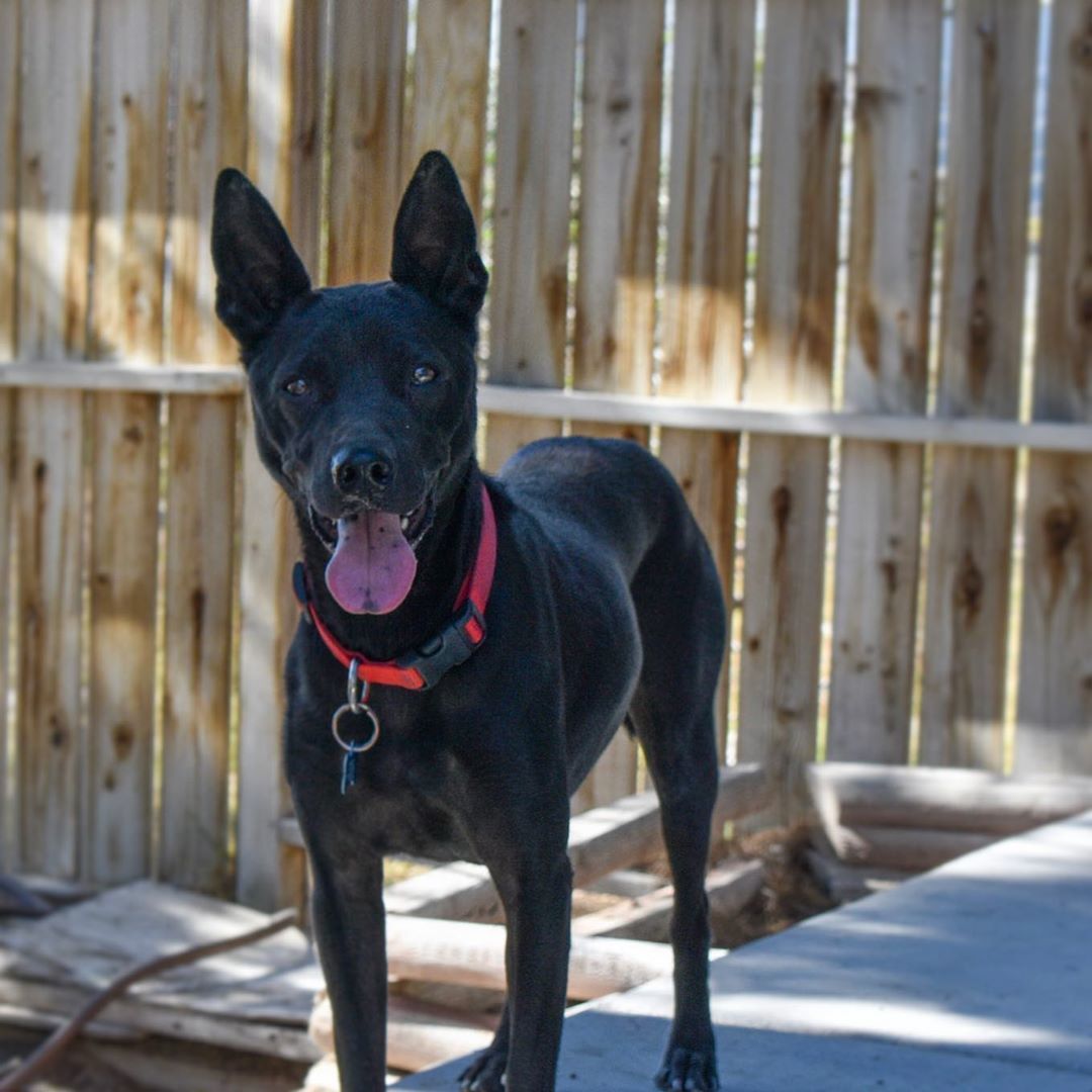 Beatty, an adoptable Mixed Breed in Las Vegas, NV, 89135 | Photo Image 1