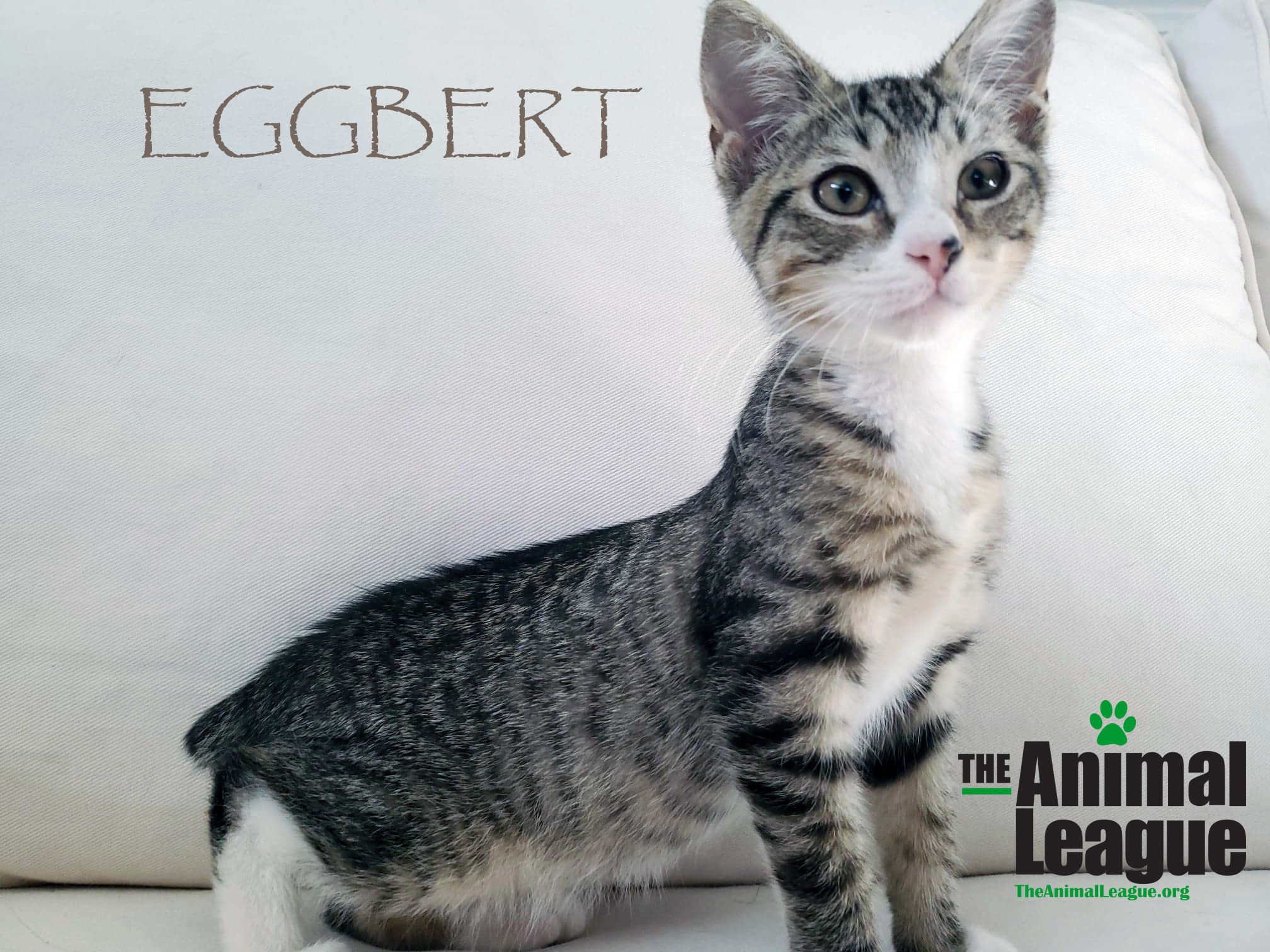 Cat For Adoption Eggbert A Domestic Short Hair Mix In Clermont