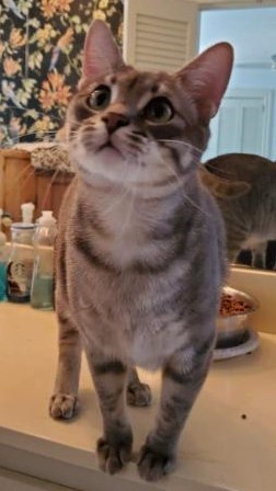 Sir Harvey and Woodstock, an adoptable Domestic Short Hair, Tabby in Dallas, TX, 75206 | Photo Image 2