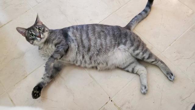 Sir Harvey and Woodstock, an adoptable Domestic Short Hair, Tabby in Dallas, TX, 75206 | Photo Image 3