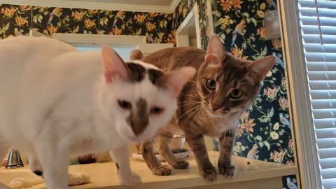 Sir Harvey and Woodstock, an adoptable Domestic Short Hair, Tabby in Dallas, TX, 75206 | Photo Image 4