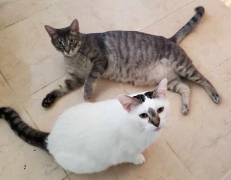 Sir Harvey and Woodstock, an adoptable Domestic Short Hair, Tabby in Dallas, TX, 75206 | Photo Image 1