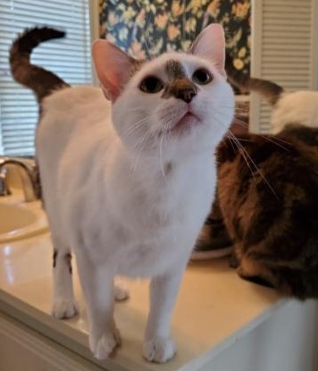 Sir Harvey and Woodstock, an adoptable Domestic Short Hair, Tabby in Dallas, TX, 75206 | Photo Image 5