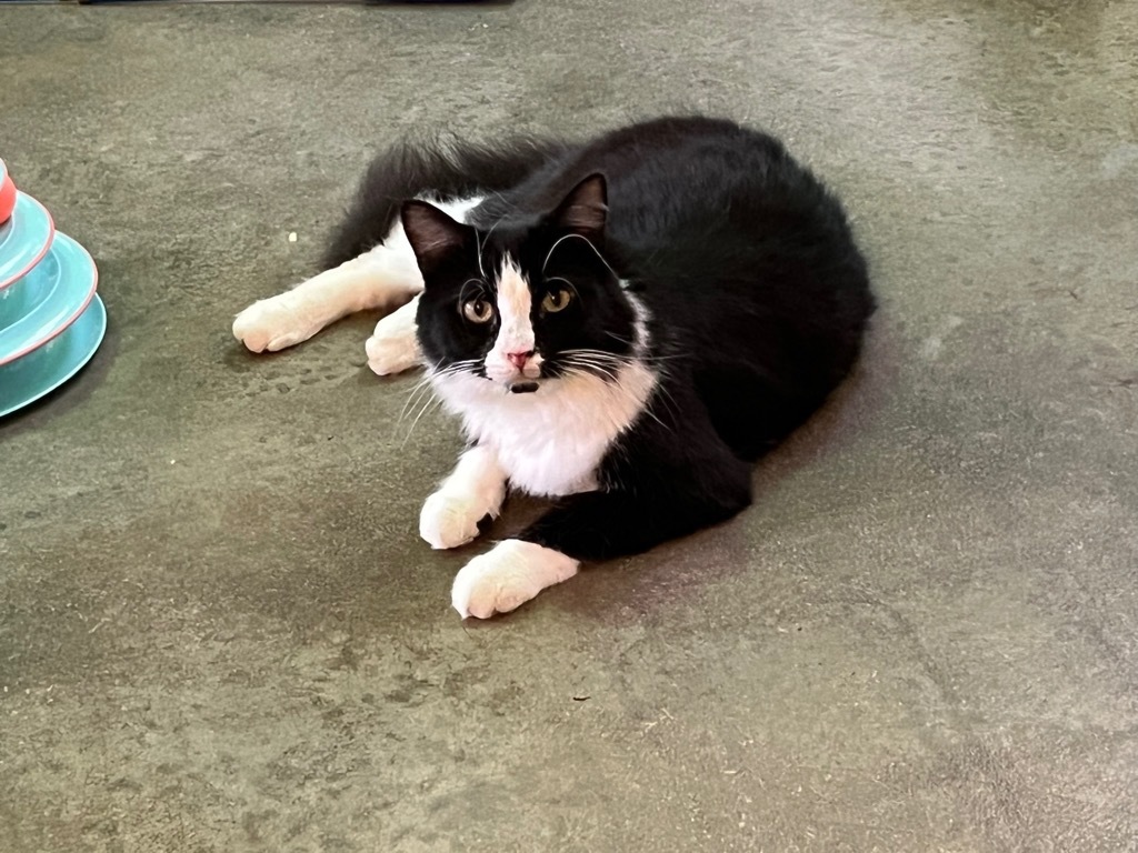 Cane, an adoptable Domestic Medium Hair in Pittsboro, NC, 27312 | Photo Image 1