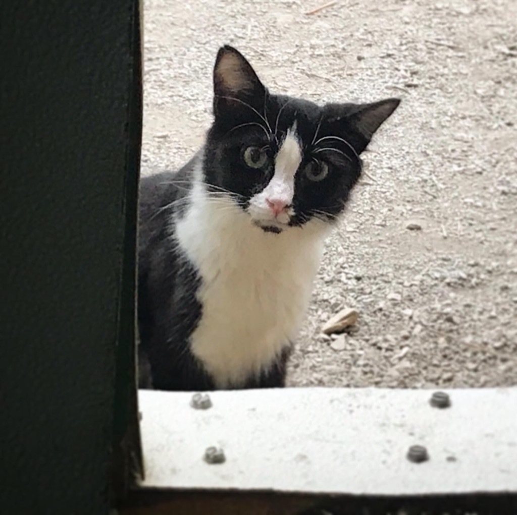 Cane, an adoptable Domestic Medium Hair in Pittsboro, NC, 27312 | Photo Image 2