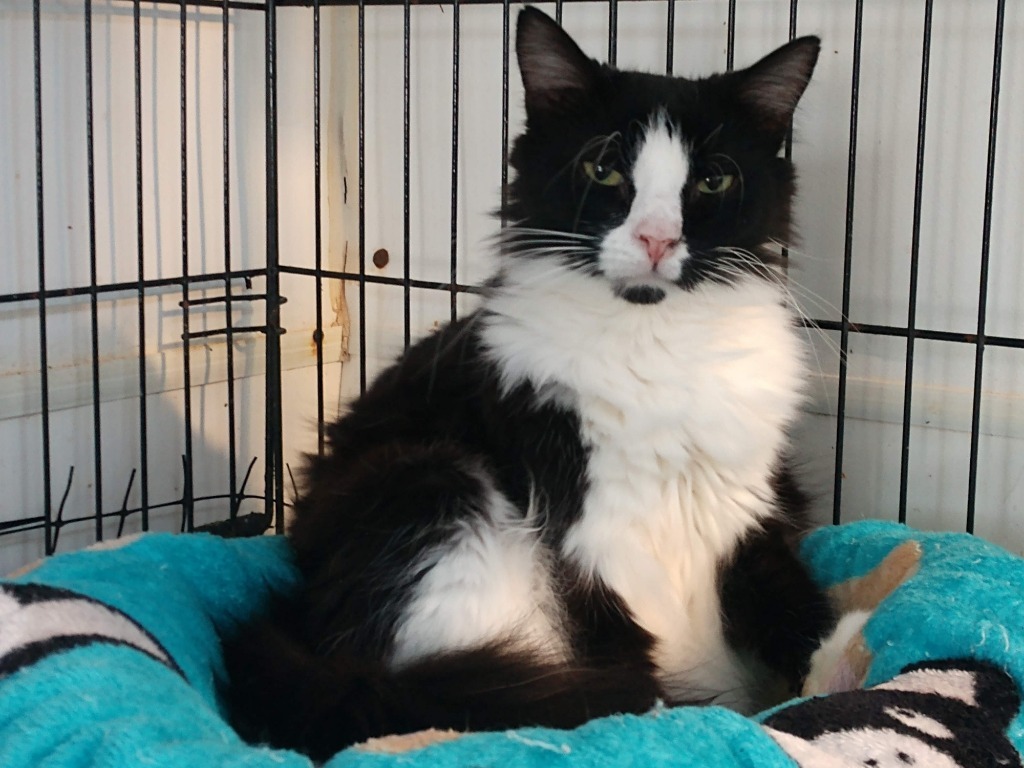 Cane, an adoptable Domestic Medium Hair in Pittsboro, NC, 27312 | Photo Image 3