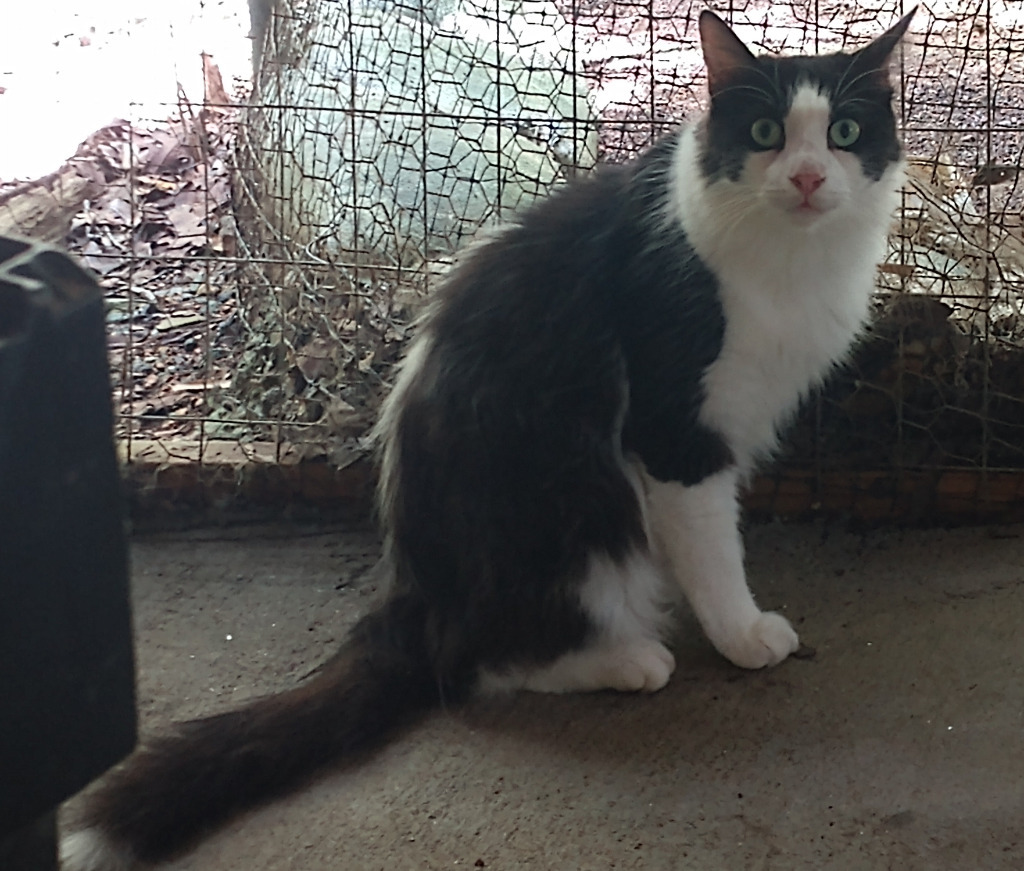 Cane, an adoptable Domestic Medium Hair in Pittsboro, NC, 27312 | Photo Image 4