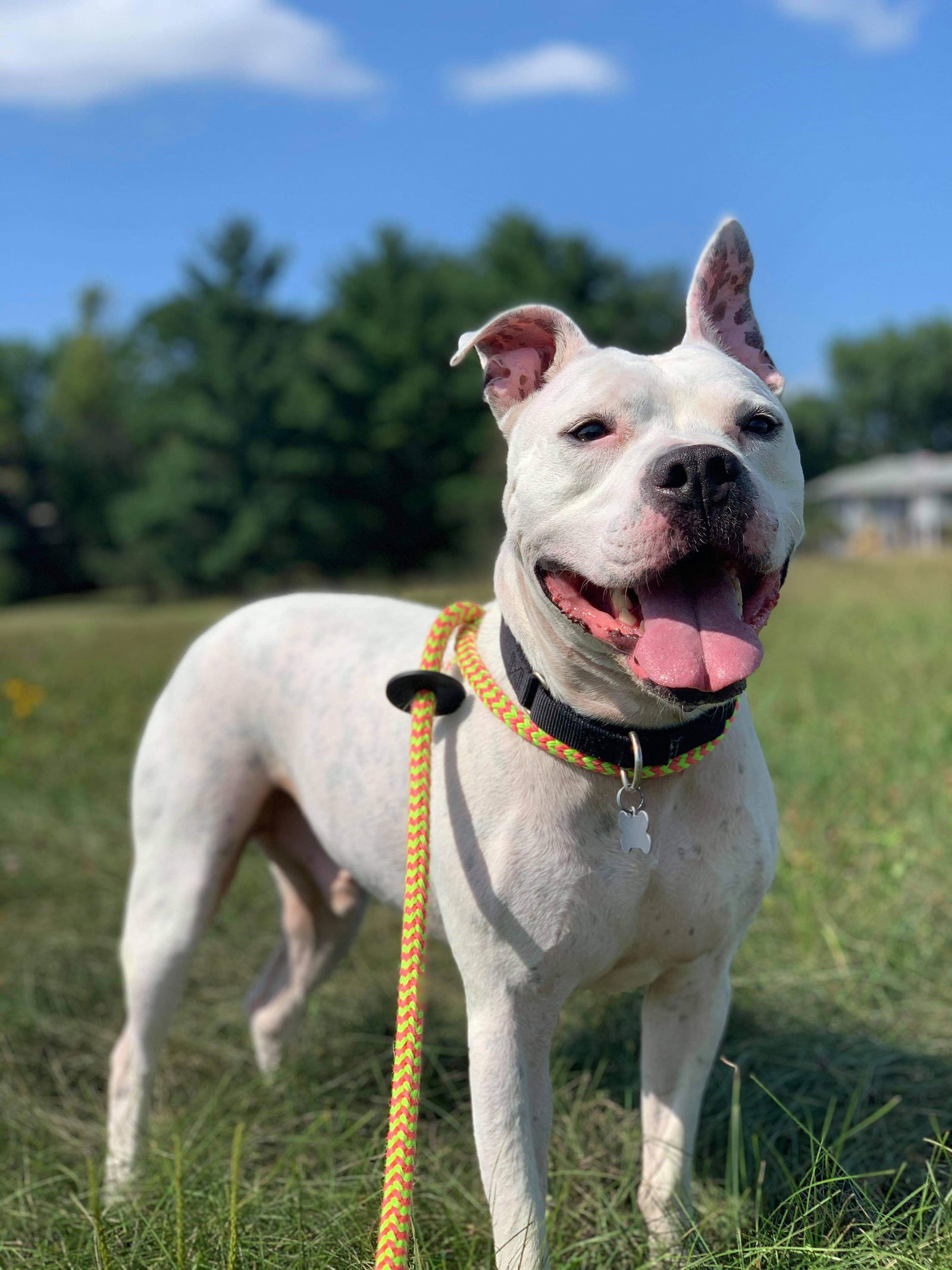 Dodger, an adoptable Staffordshire Bull Terrier in Cedar Rapids, IA, 52405 | Photo Image 1