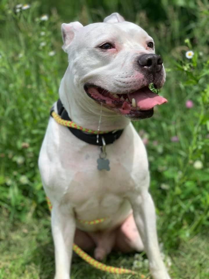 Dodger, an adoptable Staffordshire Bull Terrier in Cedar Rapids, IA, 52405 | Photo Image 2