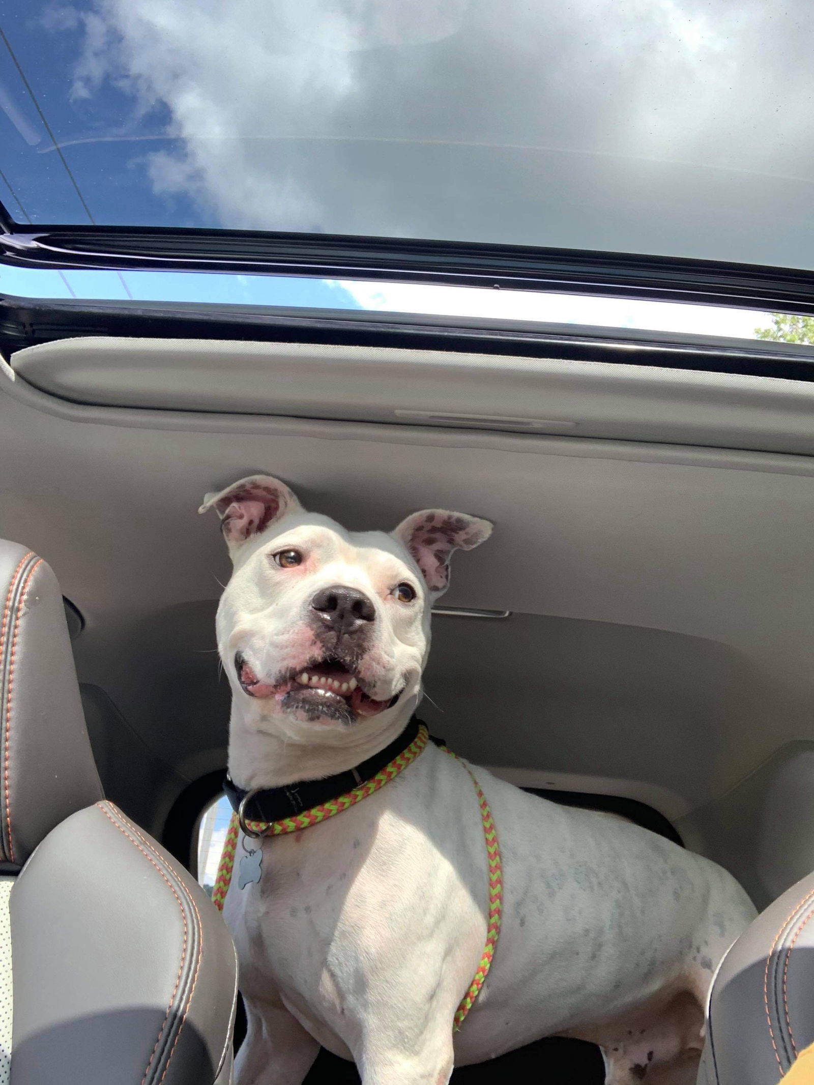 Dodger, an adoptable Staffordshire Bull Terrier in Cedar Rapids, IA, 52405 | Photo Image 3