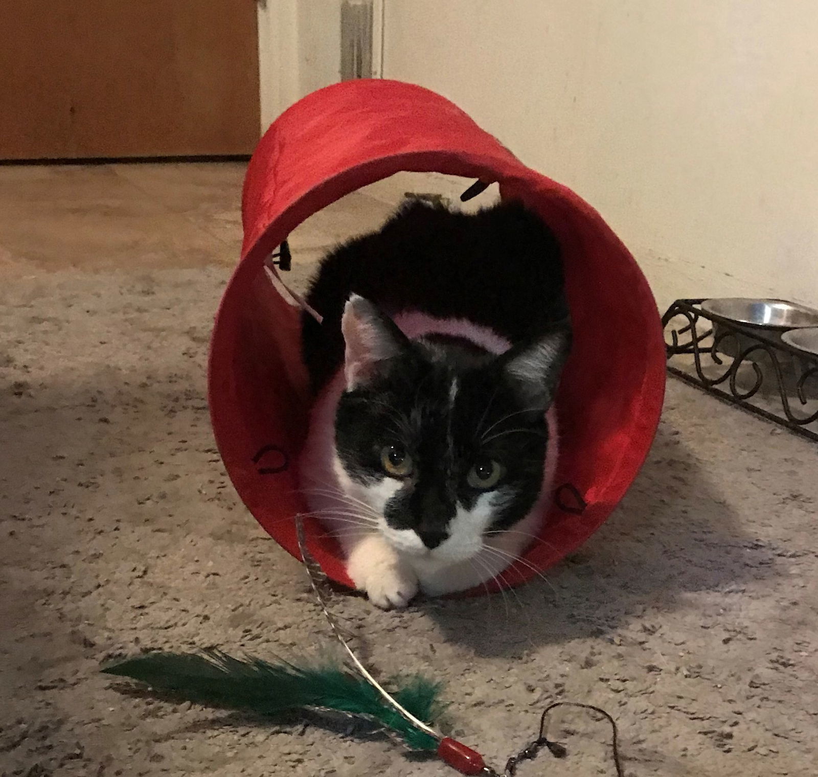 Batman, an adoptable Domestic Short Hair in Glendale, AZ, 85301 | Photo Image 2