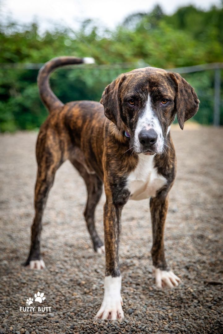 Bruno, an adopted Hound Mix in Tualatin, OR_image-1