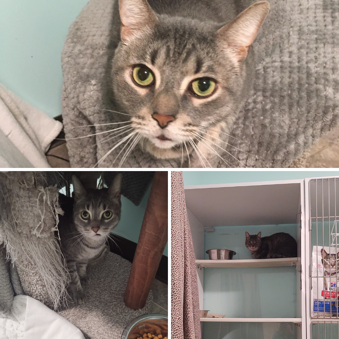 Leo, an adoptable Domestic Short Hair in Holland, MI, 49424 | Photo Image 1