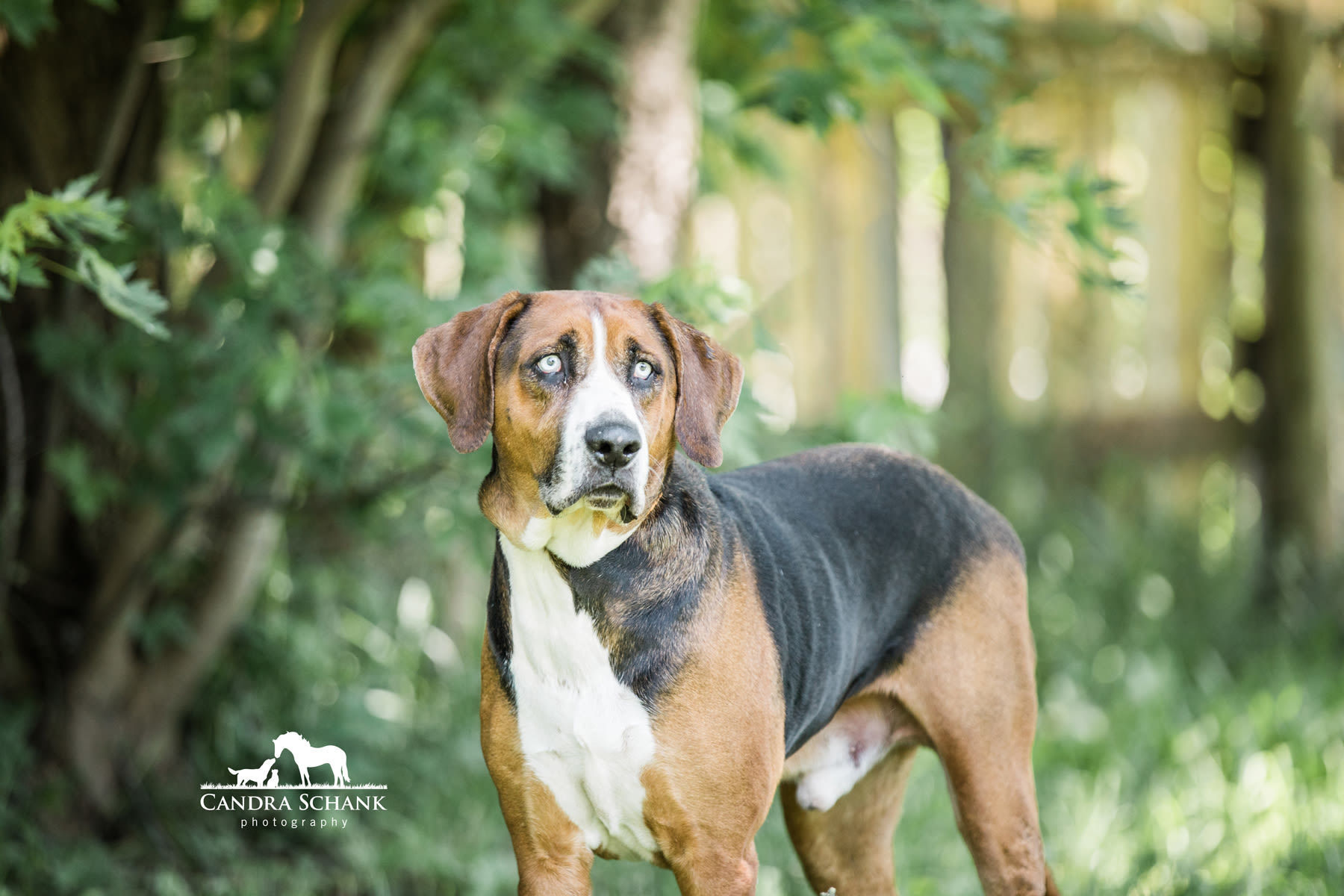 Rex, an adoptable Hound in Wiarton, ON, N0H 2T0 | Photo Image 1