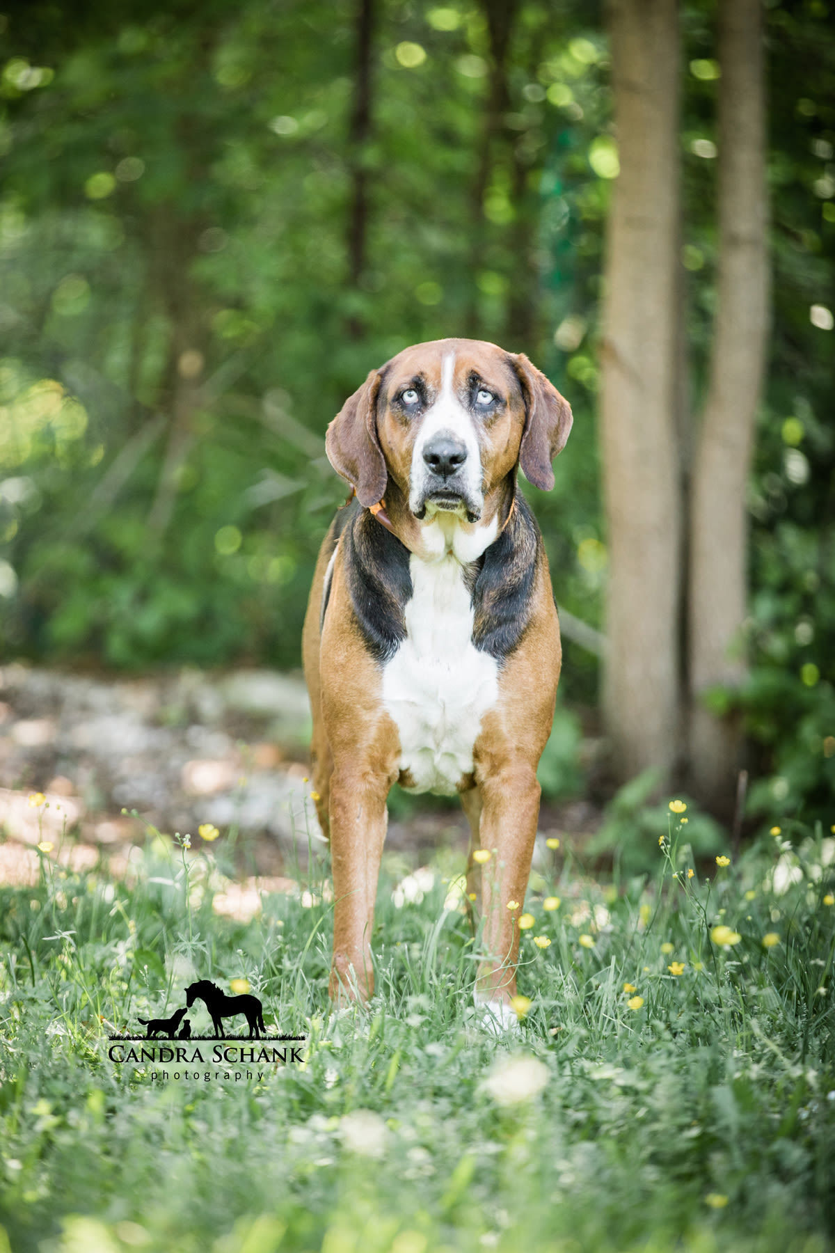 Rex, an adoptable Hound in Wiarton, ON, N0H 2T0 | Photo Image 2