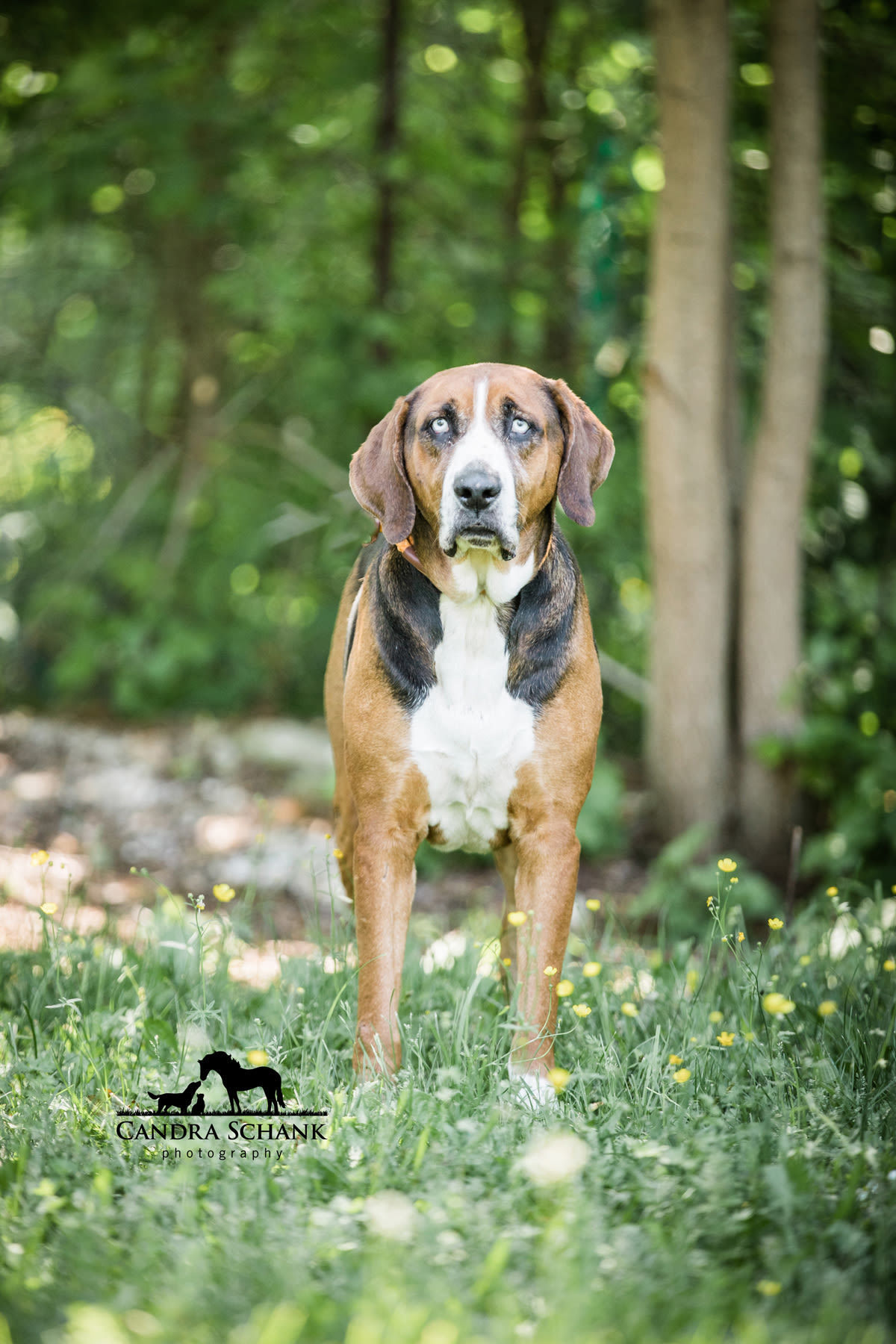 Rex, an adoptable Hound in Wiarton, ON, N0H 2T0 | Photo Image 2