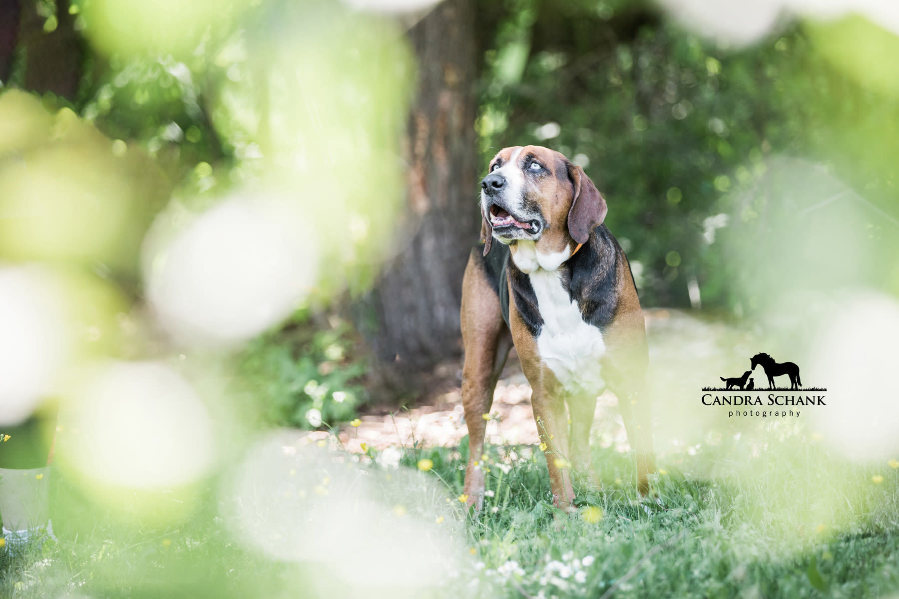 Rex, an adoptable Hound in Wiarton, ON, N0H 2T0 | Photo Image 3