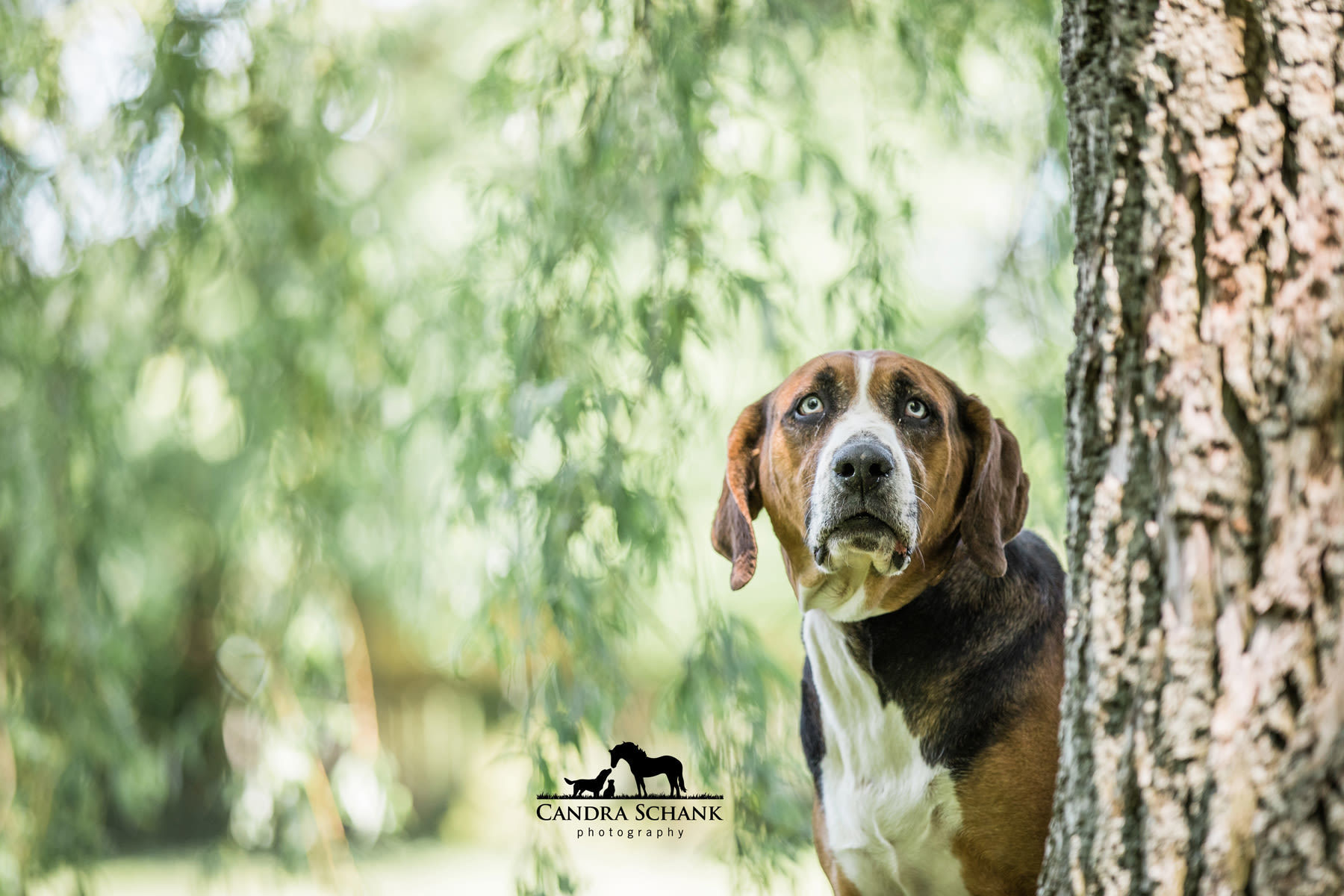 Rex, an adoptable Hound in Wiarton, ON, N0H 2T0 | Photo Image 4