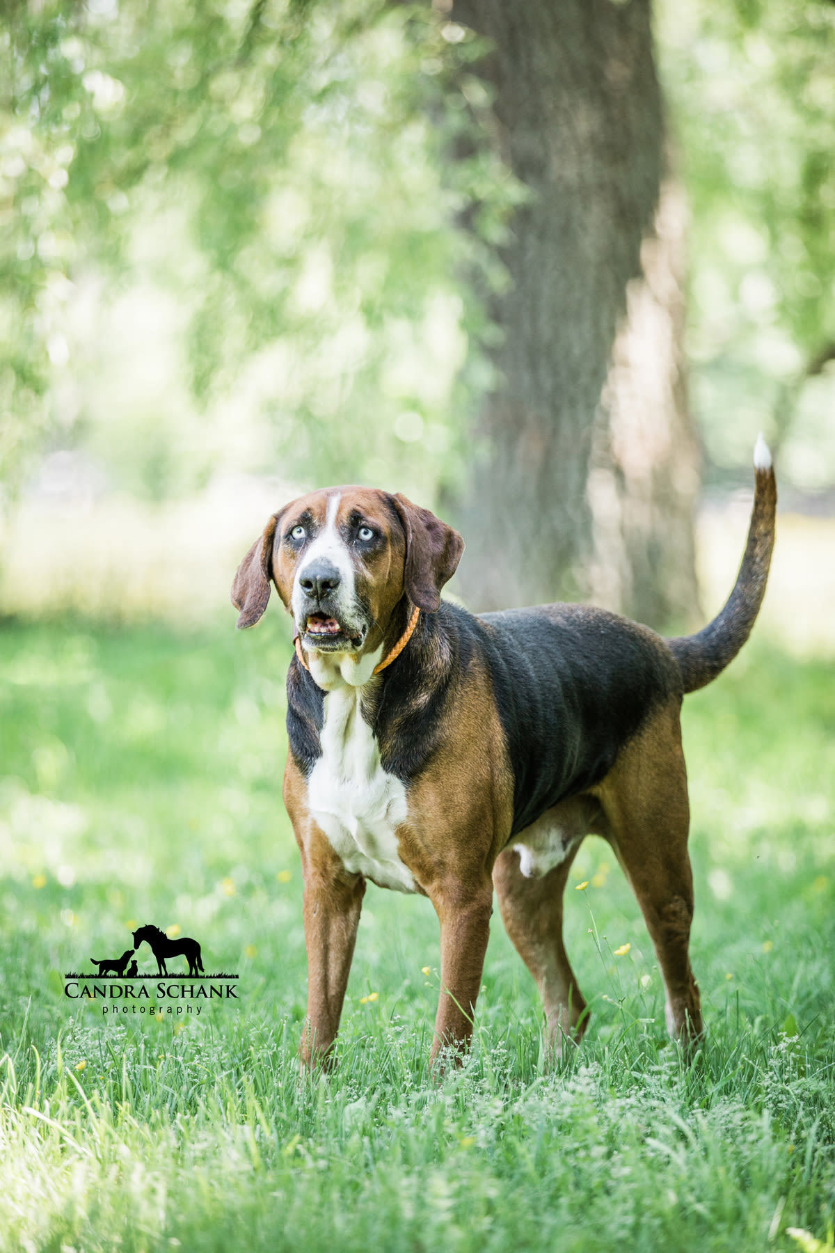 Rex, an adoptable Hound in Wiarton, ON, N0H 2T0 | Photo Image 5