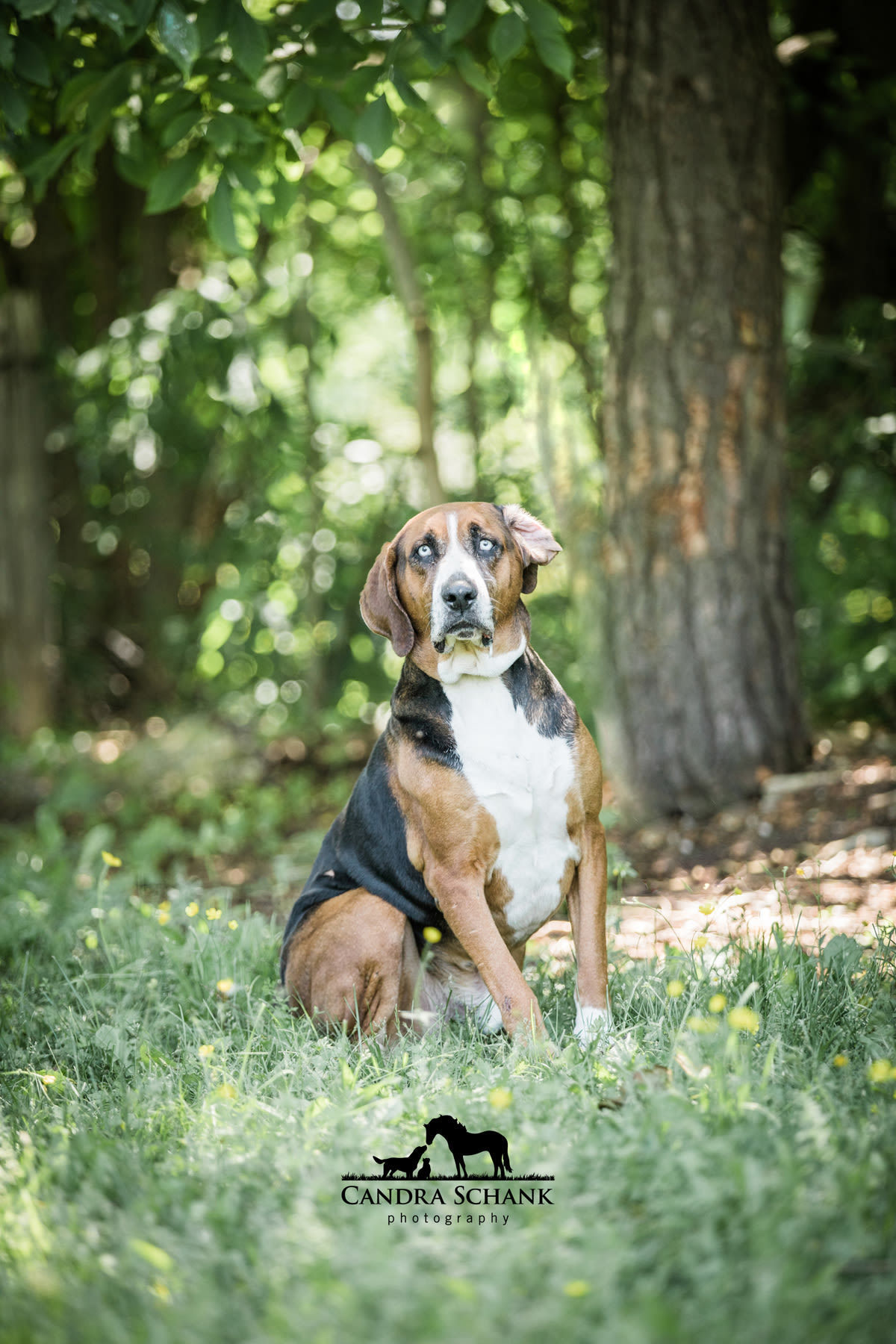 Rex, an adoptable Hound in Wiarton, ON, N0H 2T0 | Photo Image 6