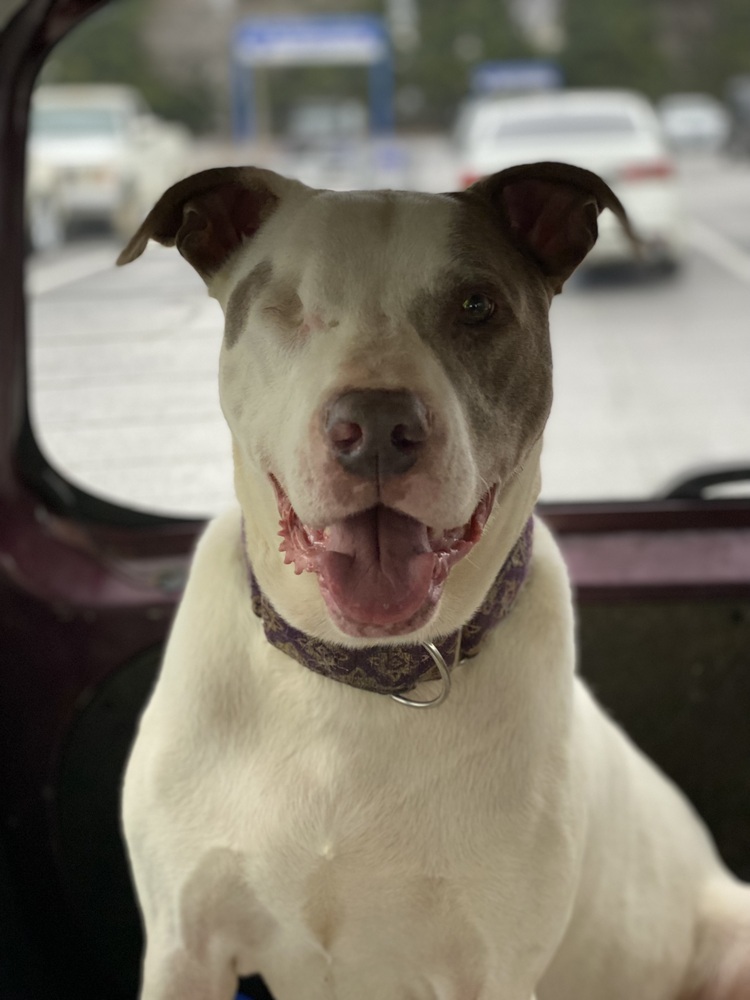 Magoo - PLEASE READ ALL INFORMATION, an adoptable Pit Bull Terrier in Greenville, SC, 29607 | Photo Image 3