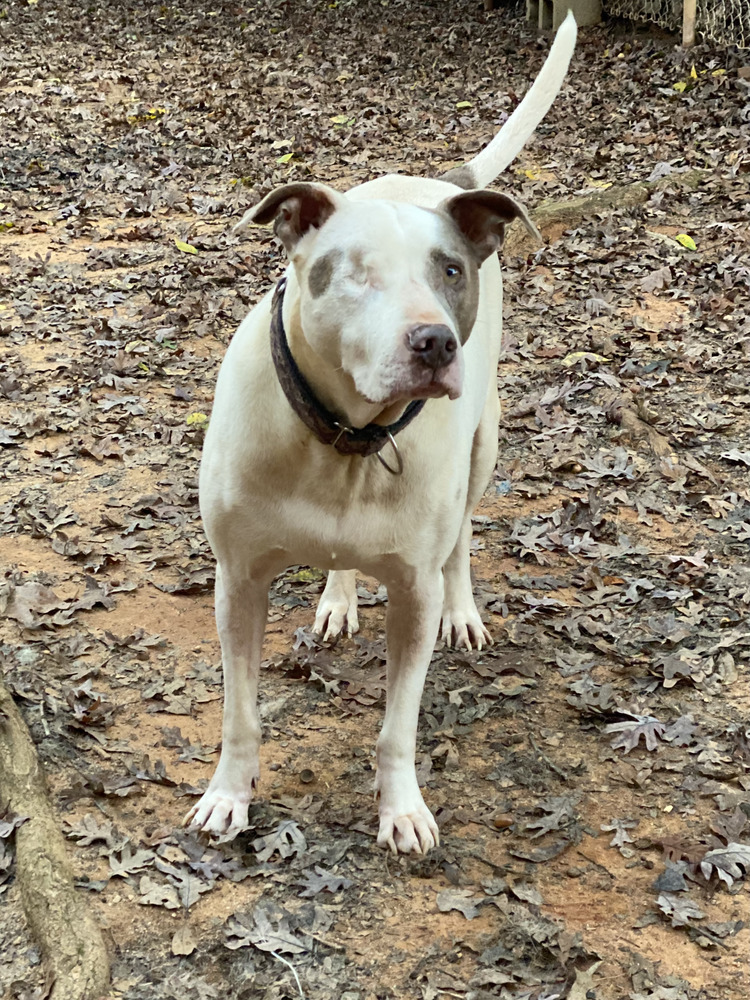 Magoo - PLEASE READ ALL INFORMATION, an adoptable Pit Bull Terrier in Greenville, SC, 29607 | Photo Image 4