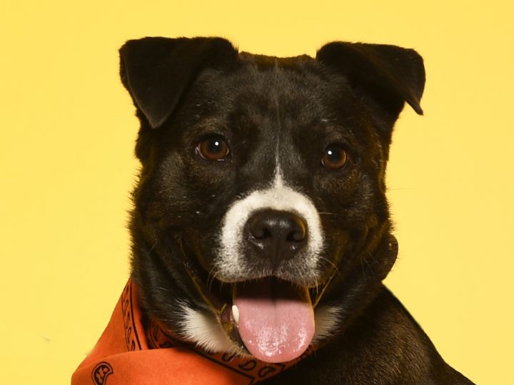 River, an adoptable Terrier Mix in Cookeville, TN_image-1