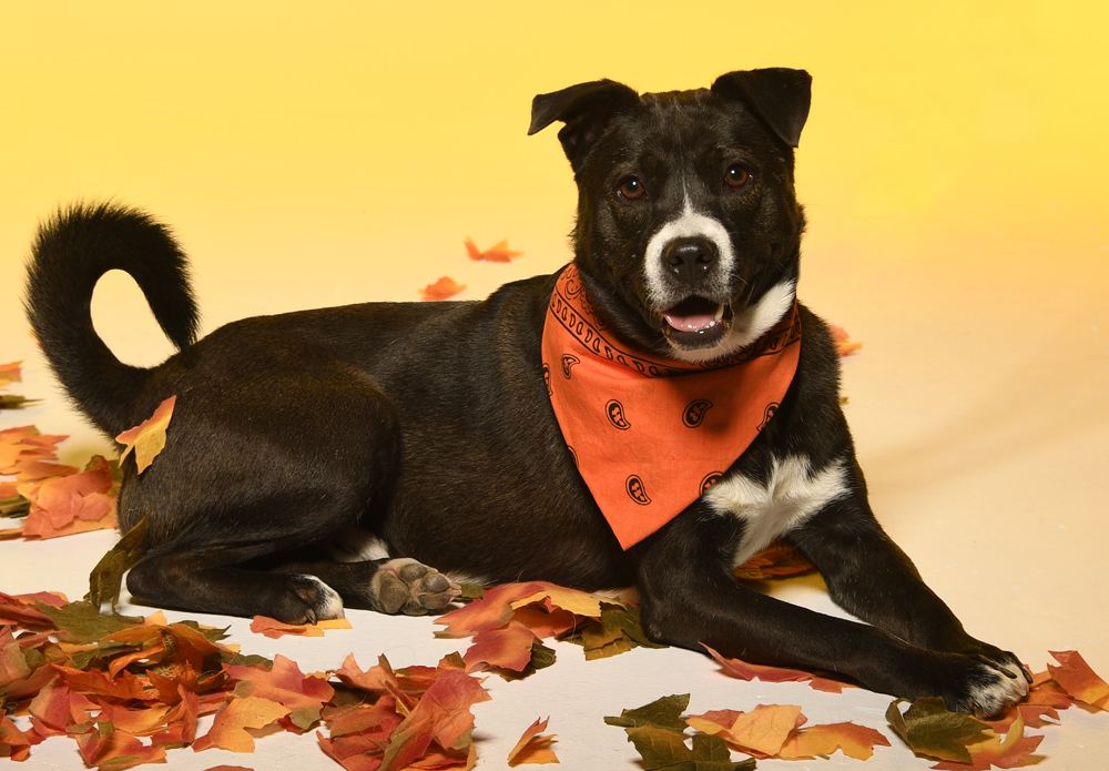 River, an adoptable Terrier in Cookeville, TN, 38506 | Photo Image 2