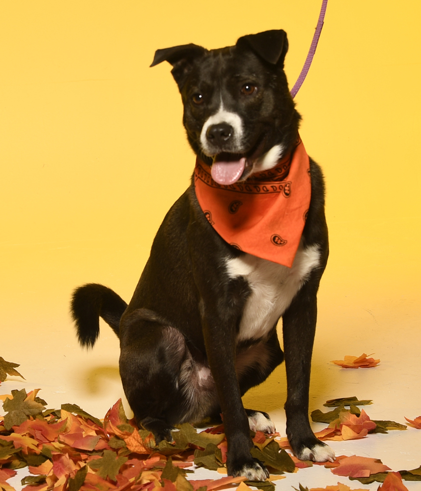 River, an adoptable Terrier in Cookeville, TN, 38506 | Photo Image 3