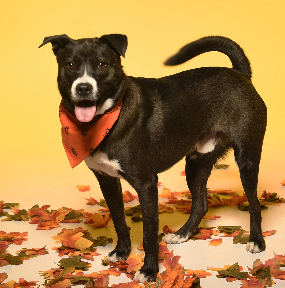 River, an adoptable Terrier in Cookeville, TN, 38506 | Photo Image 4