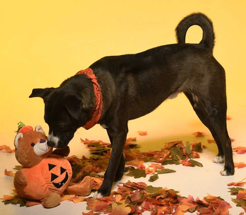 River, an adoptable Terrier in Cookeville, TN, 38506 | Photo Image 5