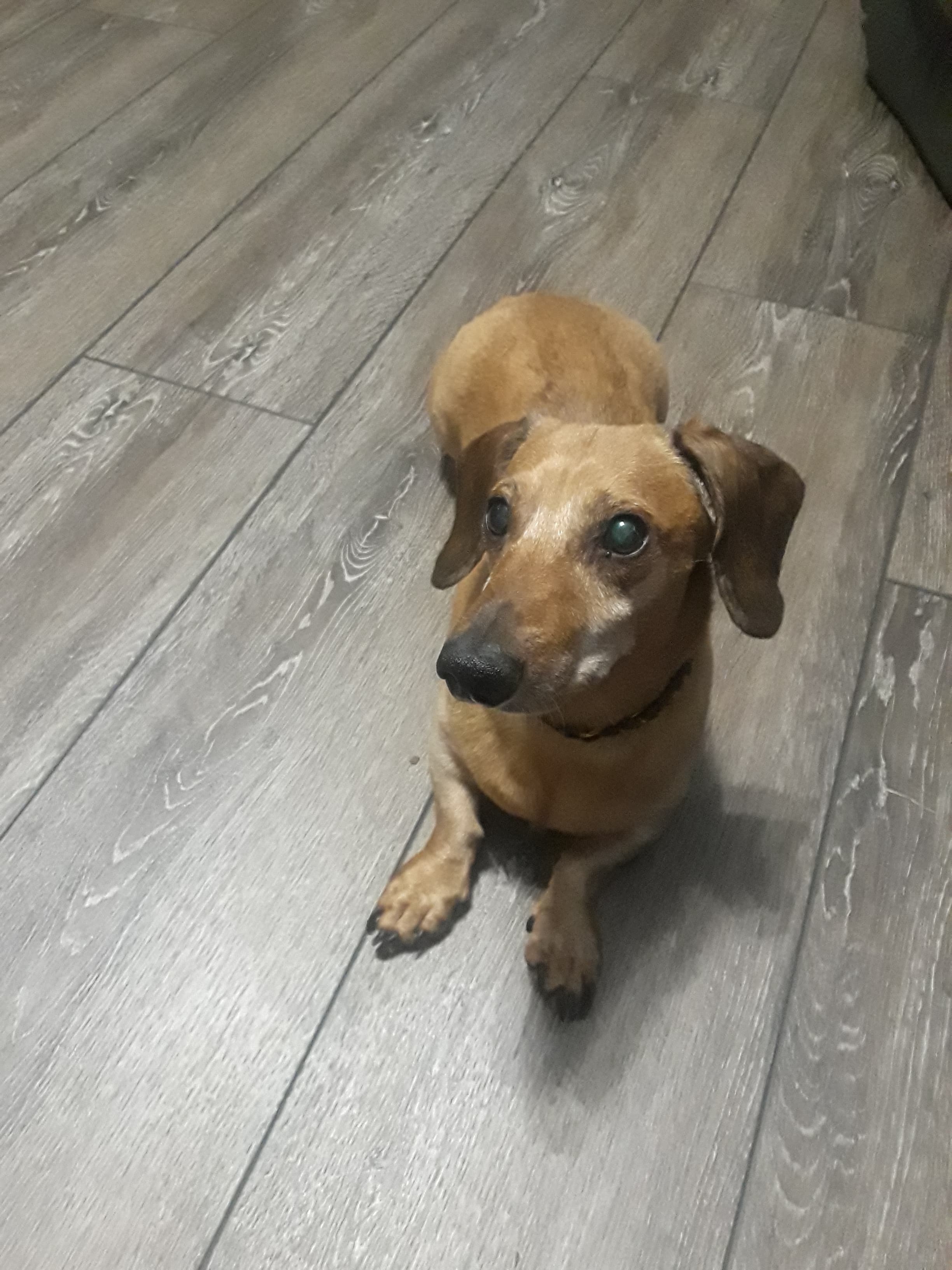 Dog for adoption Rocky, a Dachshund in Cookeville, TN