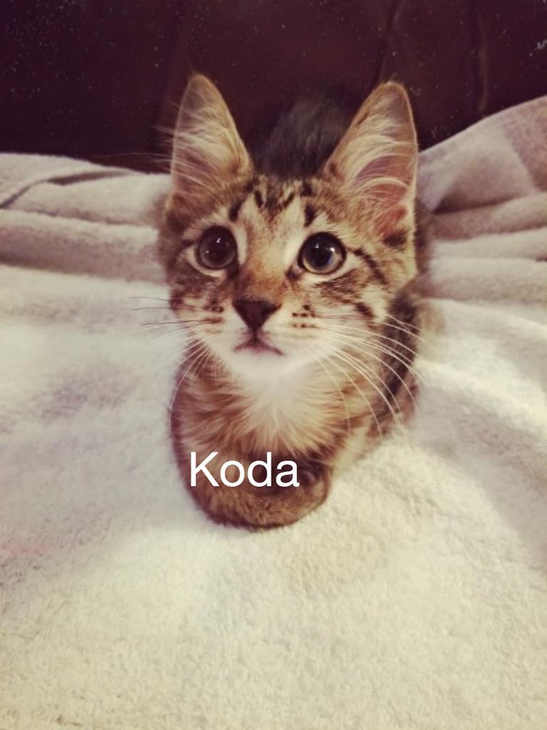 Koda detail page