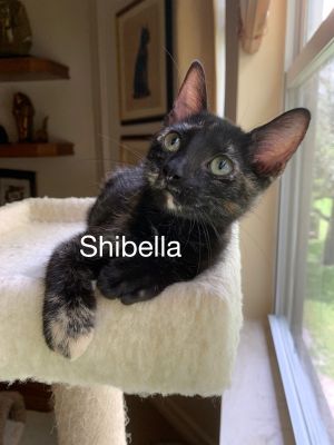 Shibella